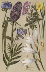 Flore alpine